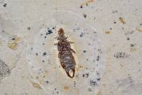 Insecte fossile (Forficule)